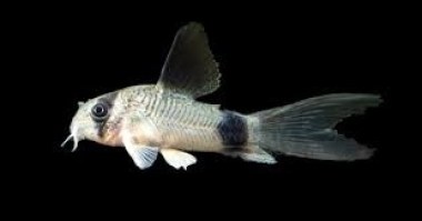 Corydoras panda longfin